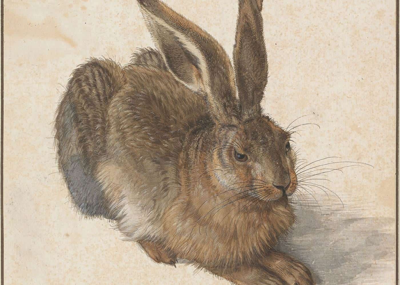 Albrecht Dürer's watercolour of a young hare