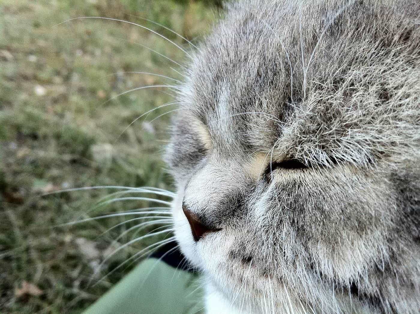 Close-up of a grey British shorthair cat's face